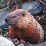 Bicycle City - Hospitable for Animals - Beaver